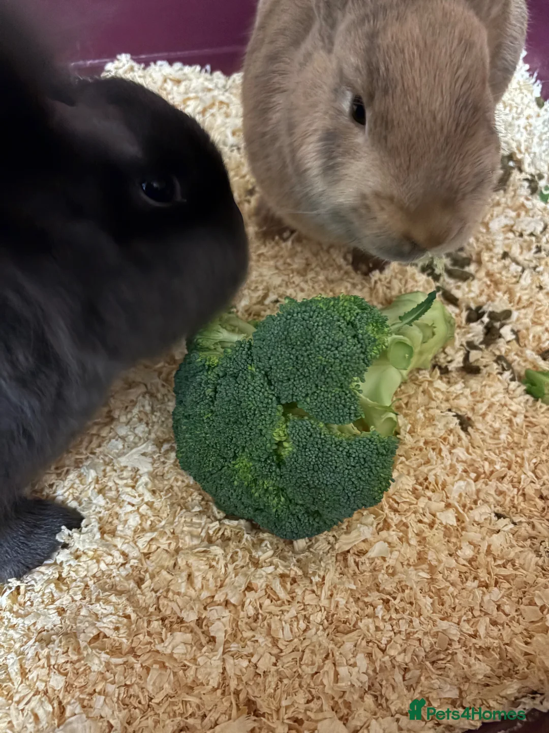 Mixed Breed rabbits for sale: 2 female rabbbits  in Derby - Advert 1