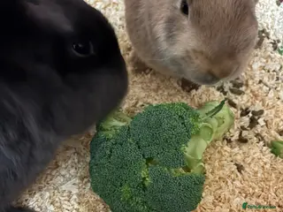 Mixed Breed rabbits 2 female rabbbits - Advert 1