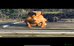 Labrador Retriever dogs for sale: Labrador puppies  - Image 2