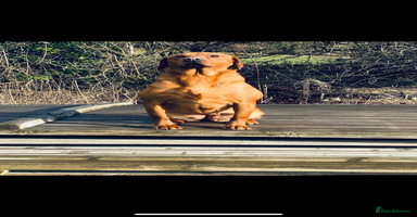 Labrador Retriever dogs - Advert 10