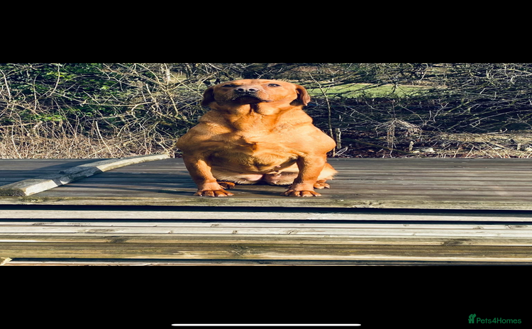 Labrador Retriever dogs - Advert 13