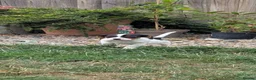 Jack Russell dogs for sale: Beautiful Jack Russell Puppies for sale 💙🐶🐾 - Advert 8