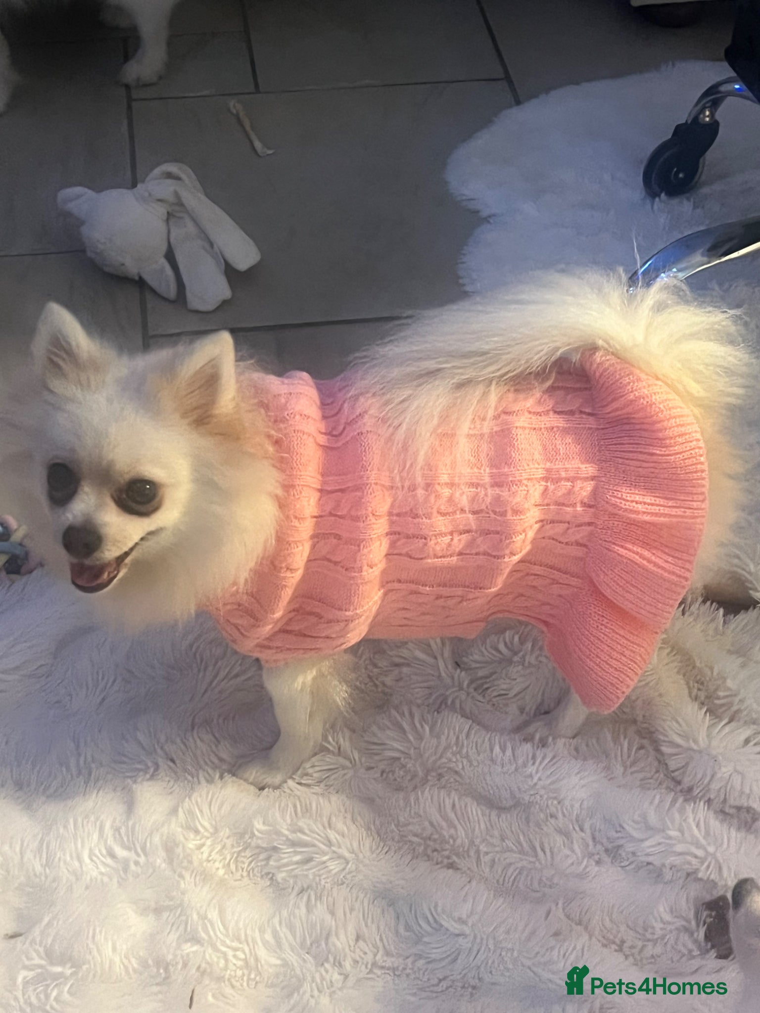 Pomeranian dogs 6 Year Old Female Pomeranian for sale - Advert 3