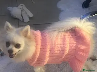 Pomeranian dogs 6 Year Old Female Pomeranian for sale - Advert 5