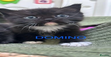 Himalayan cats - Advert 3