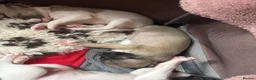 Whippet dogs for sale: magical whippets - Advert 18