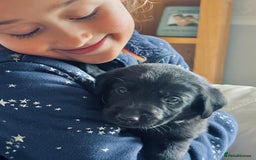 Labrador Retriever dogs for sale: Perfect Litter of 5th Generation Labrador Puppies - Advert 1
