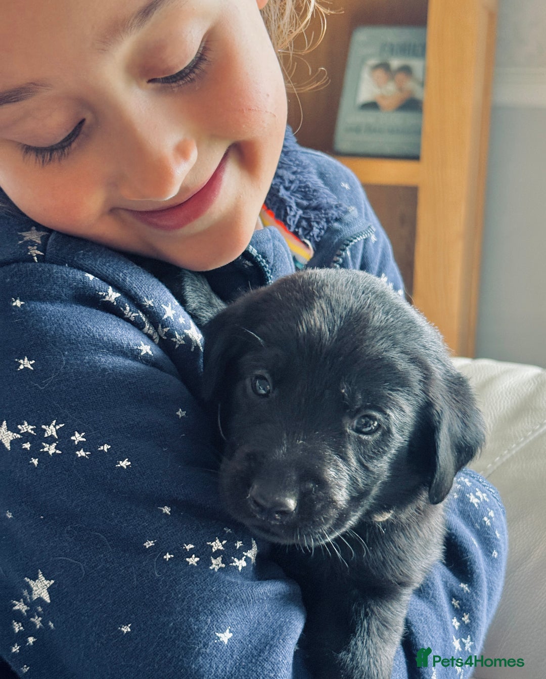 Labrador Retriever dogs for sale: Perfect Litter of 5th Generation Labrador Puppies - Advert 1