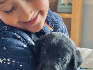 Labrador Retriever dogs Perfect Litter of 5th Generation Labrador Puppies - Advert 5