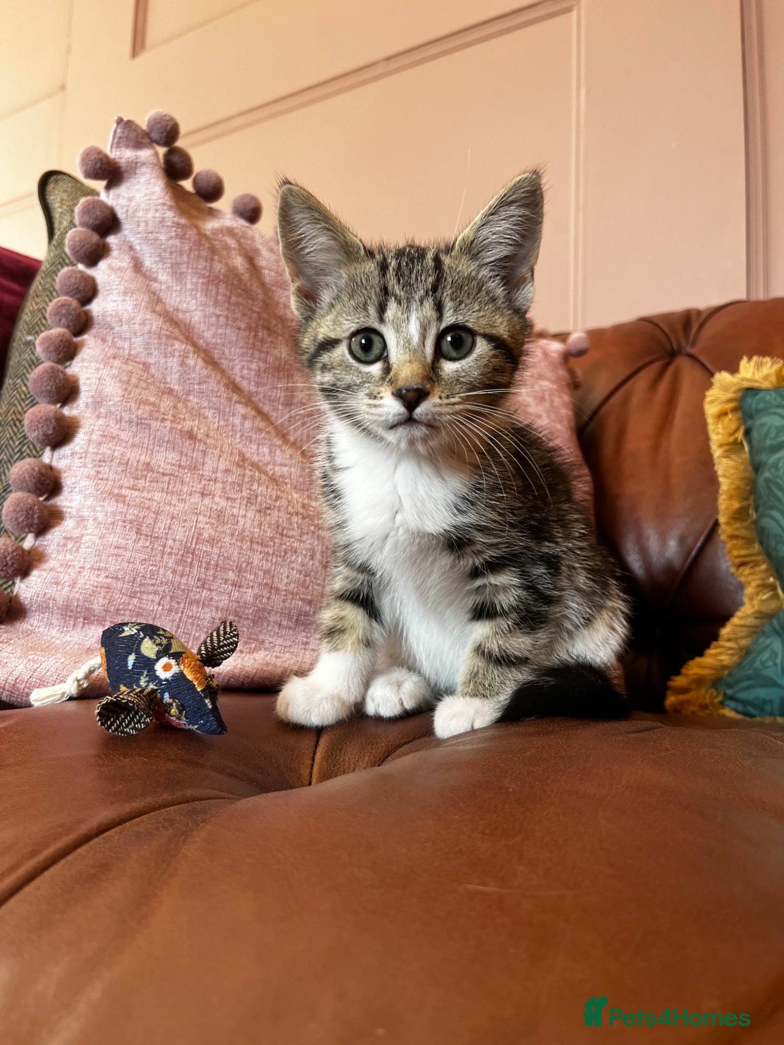 Mixed Breed cats Beautiful Tabby kittens for sale  - Advert 1