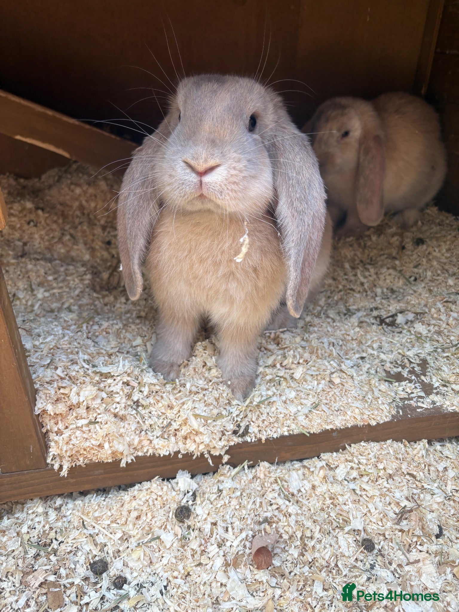 French Lop rabbits Reduced price 3 left-Beautiful French lop rabbits  - Advert 2