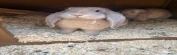 French Lop rabbits for sale: Beautiful French lop rabbits  - Advert 2