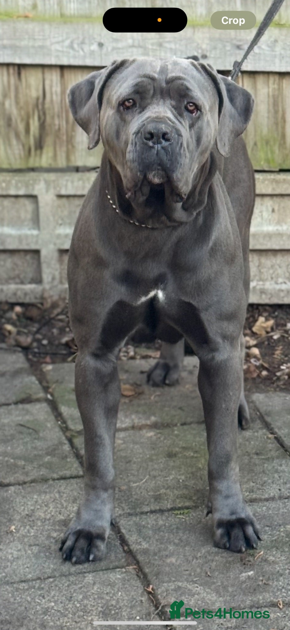 Cane Corso dogs Pure cane corso Male  - Advert 2