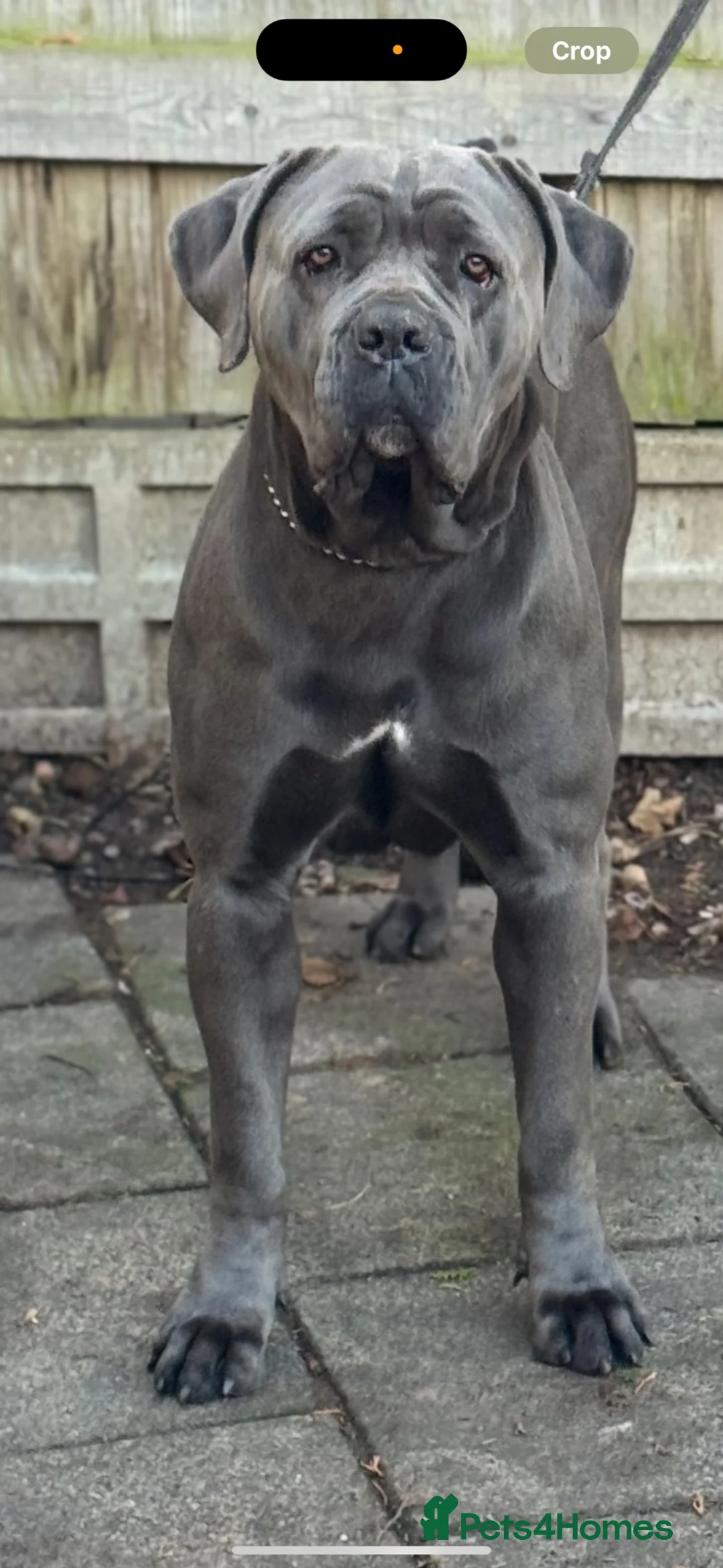 Cane Corso dogs for sale: Pure cane corso Male  - Advert 2