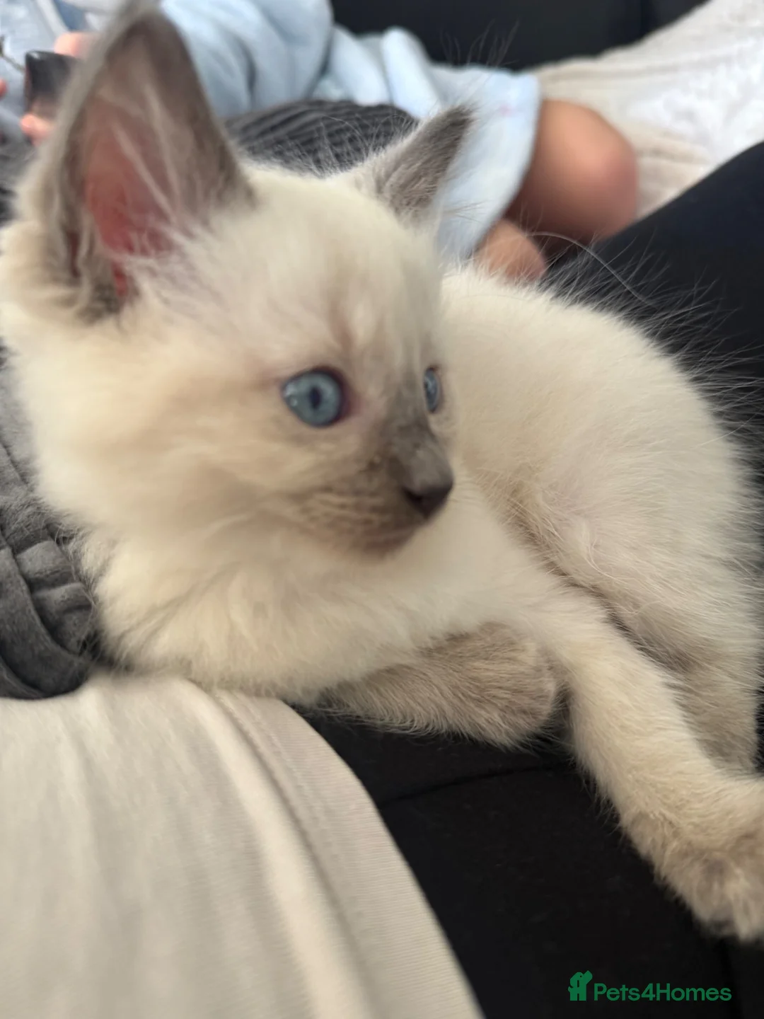 Ragdoll cats for sale: Beautiful little ragdoll boy  in Lancaster - Advert 2