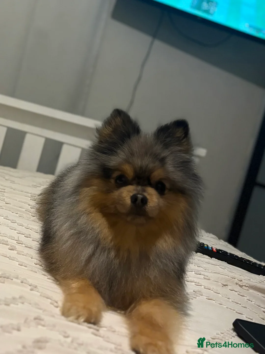 Pomeranian dogs for stud: Pomeranian for stud  - Advert 4