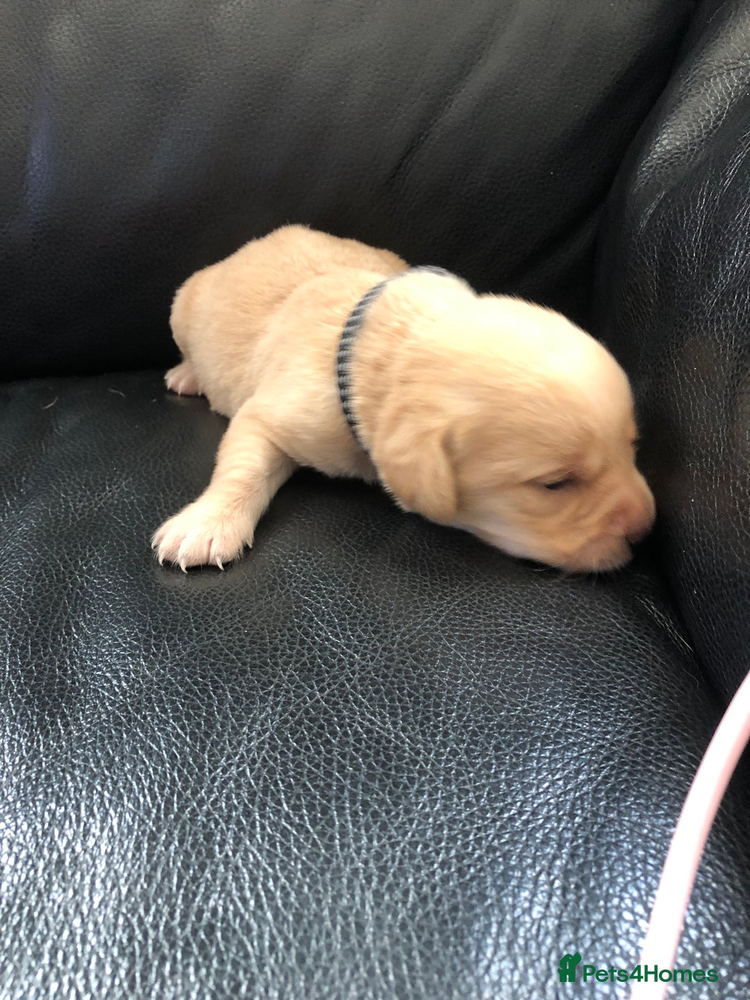 Labrador Retriever dogs for sale: Labrador pups - Advert 15