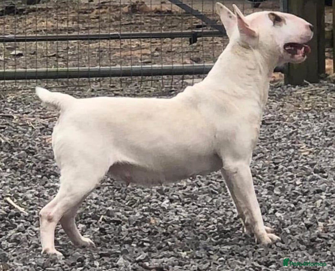 Bull Terrier dogs for sale: English bull terrier puppies  - Image 10