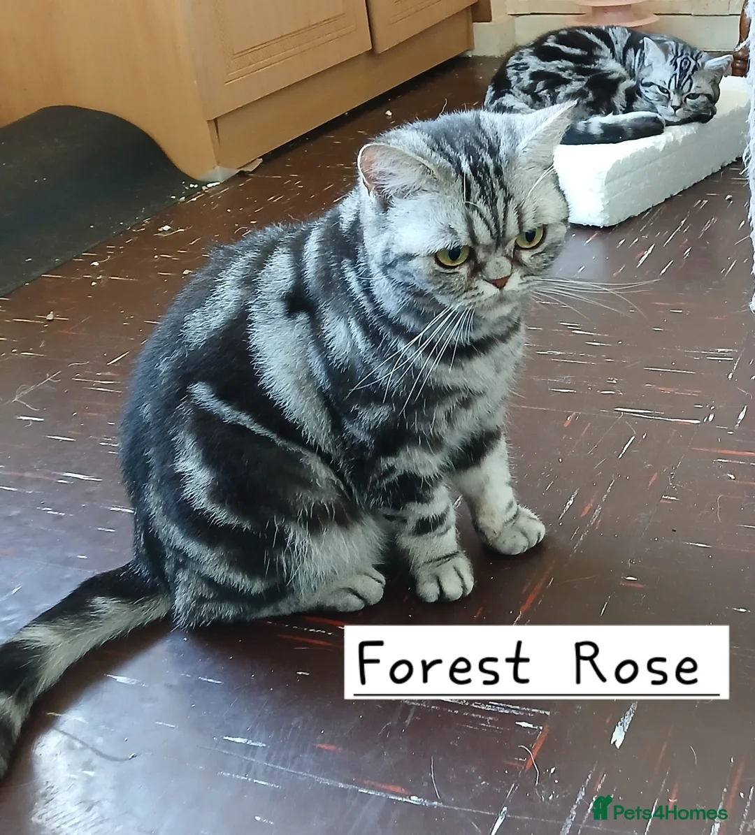 British Shorthair cats for sale: Bsh.Silver Classic Tabby girl. GCCF. - Advert 4