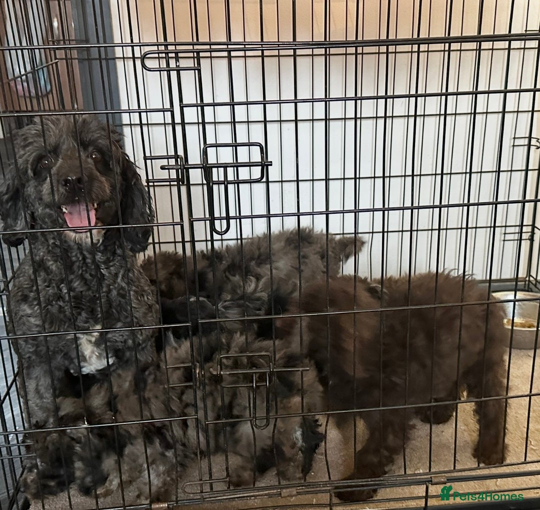 Cockapoo dogs for sale: Outstanding Cockapoos’s  - Advert 27