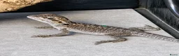 Bearded Dragon reptiles for sale: Bearded Dragon Hatchlings – Black Country Dragons - Advert 14