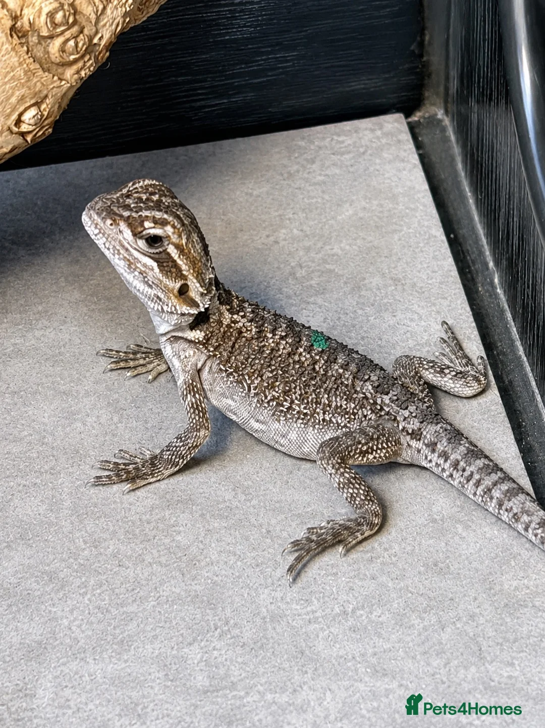 Bearded Dragon reptiles for sale: Bearded Dragon Hatchlings – Black Country Dragons - Advert 14