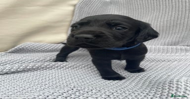 Cockerdor dogs - Advert 1