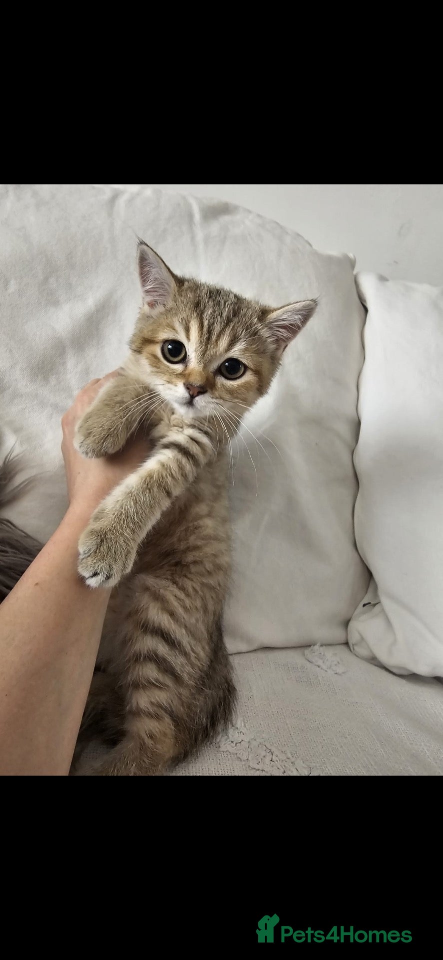 British Shorthair cats 💛🐾Beautiful Golden British Shorthair Boy  - Advert 2
