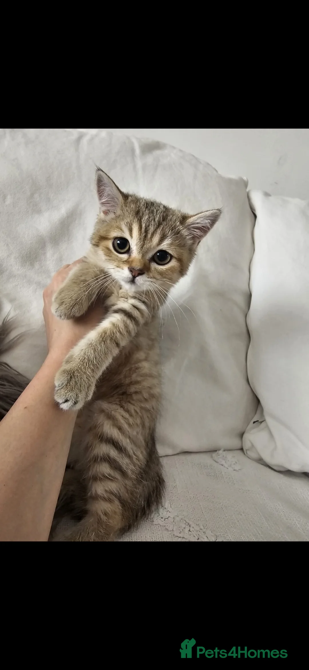 British Shorthair cats for sale: 💛🐾Beautiful Golden British Shorthair Boy  - Advert 1