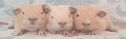 Guinea Pig rodents for sale: MEADOW SIDE CAVIES BABY GUINEA PIGS HEREFORDSHIRE  - Advert 5