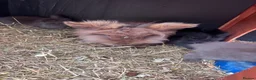 Lionhead rabbits for sale: Six baby lion heads for Sale ready now  - Advert 4