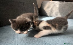 Mixed Breed cats for sale: 5 kittens for sale - Advert 22