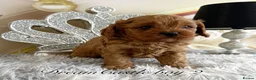 Cavapoo dogs for sale: Asian teddy poodle dad tiny Cavapoo puppies - Advert 7