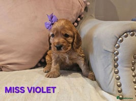 Cocker Spaniel dogs Stunning! Golden Kc Show Type Cocker Spaniels. - Advert 16