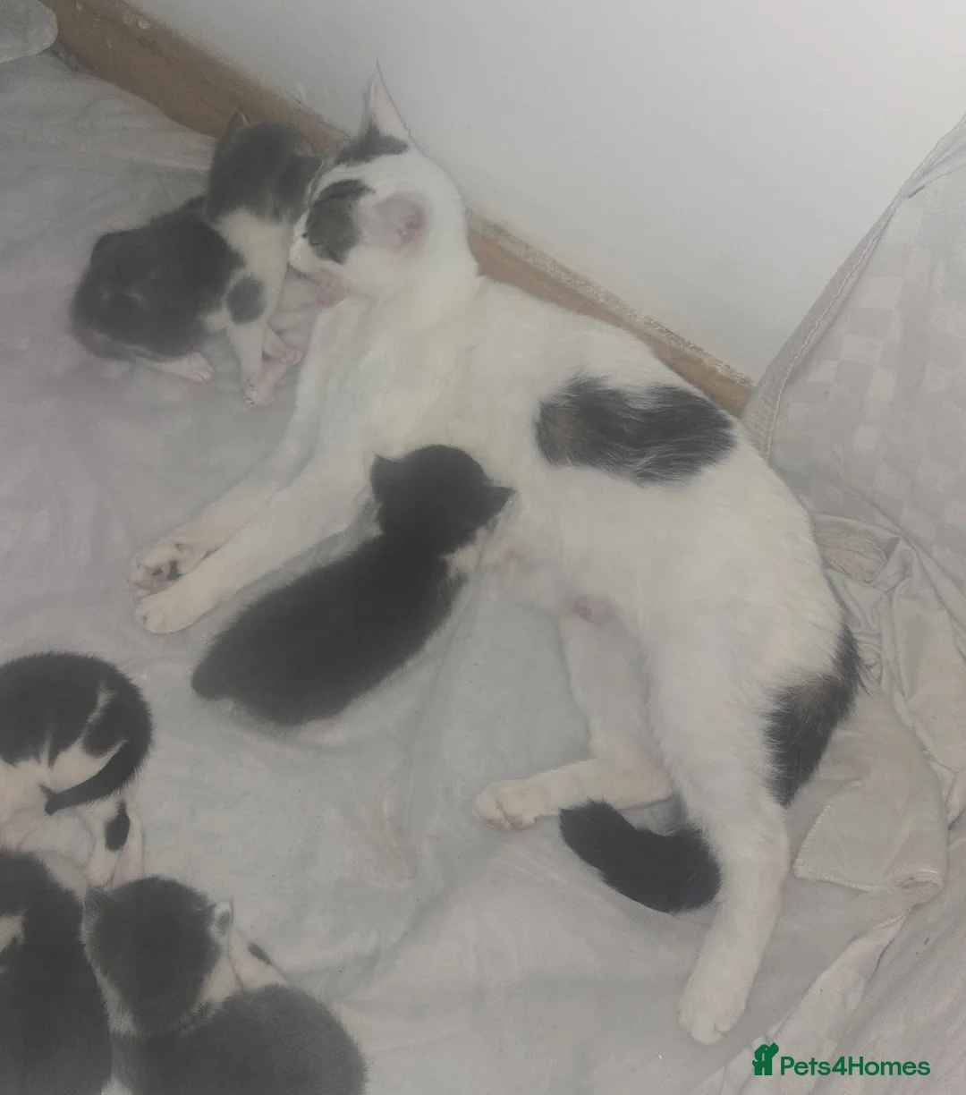 Mixed Breed cats for sale: 6 kittens for sale - Advert 7