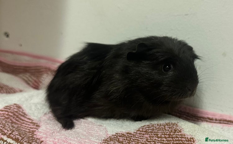 Guinea Pig rodents - Advert 11