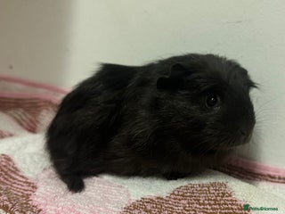 Guinea Pig rodents - Advert 13