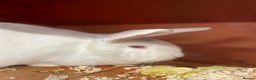Mixed Breed rabbits for sale: Marshmellow  - Advert 2