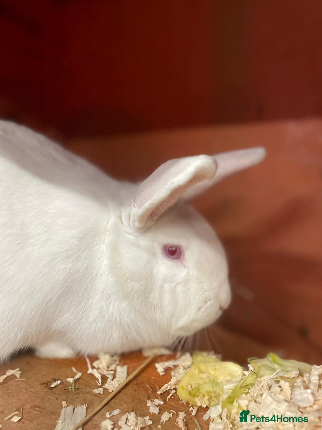 Mixed Breed rabbits for sale: Marshmellow  - Advert 2