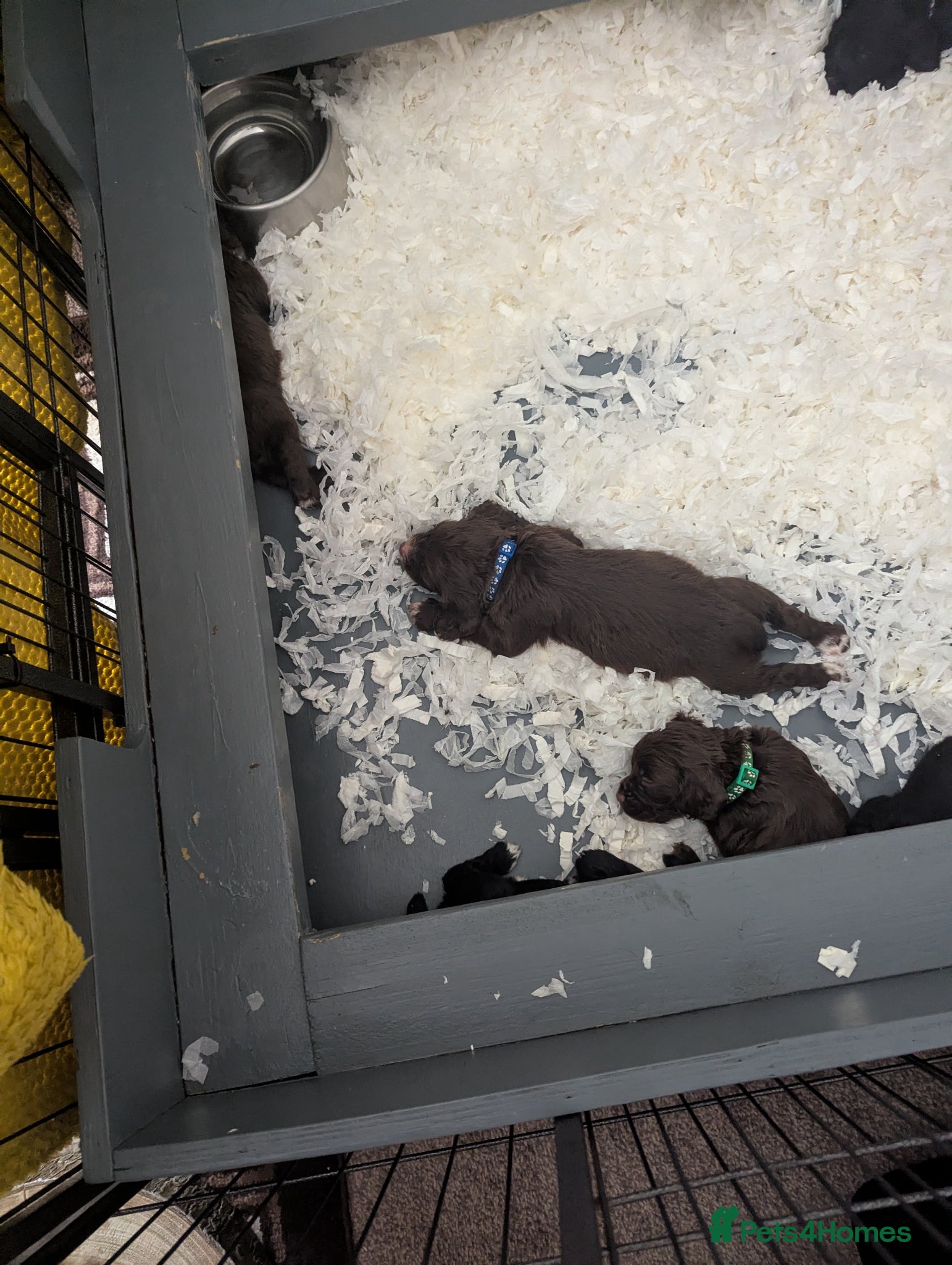 Sprocker dogs for sale: Beautiful Sprocker Puppies  - Advert 10