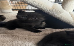 British Shorthair cats for sale: British short hair half breed .  - Image 2
