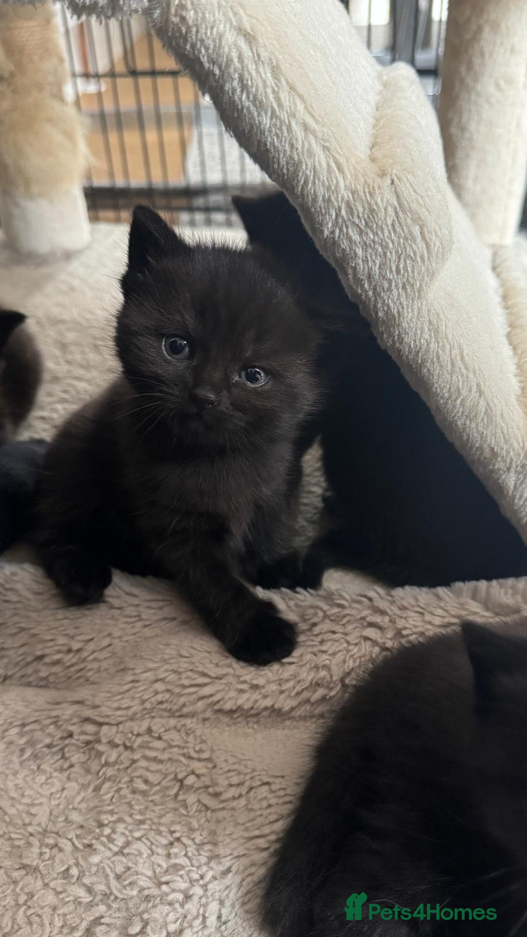 British Shorthair cats for sale: British short hair half breed .  - Image 2