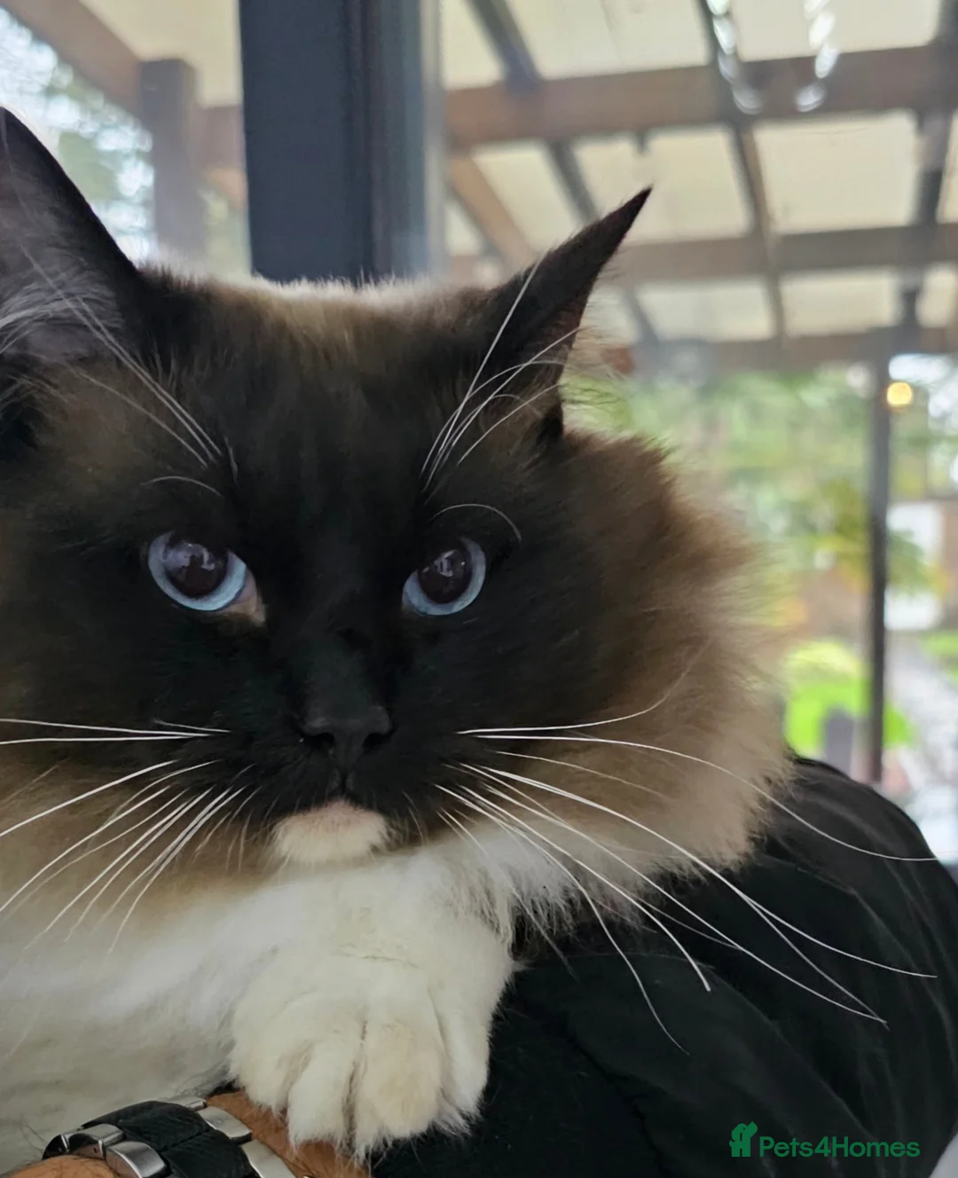 Ragdoll cats for sale: ragdoll kittens for  sale  - Advert 2