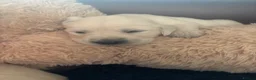 Golden Retriever dogs for sale: Kc golden retriever puppies,health tested parents  - Advert 13