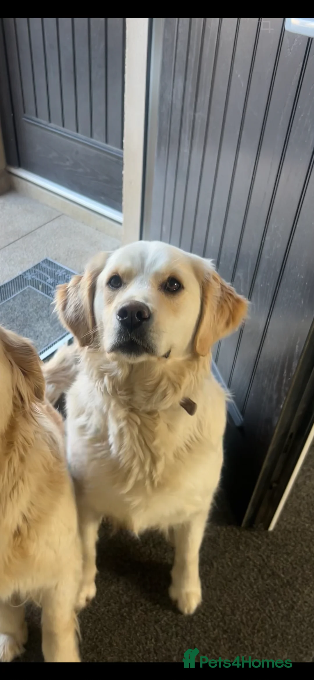 Golden Retriever dogs for sale: Golden retriever puppies  in Antrim - Advert 1