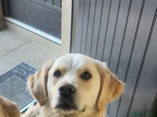 Golden Retriever dogs Golden retriever puppies - Advert 1