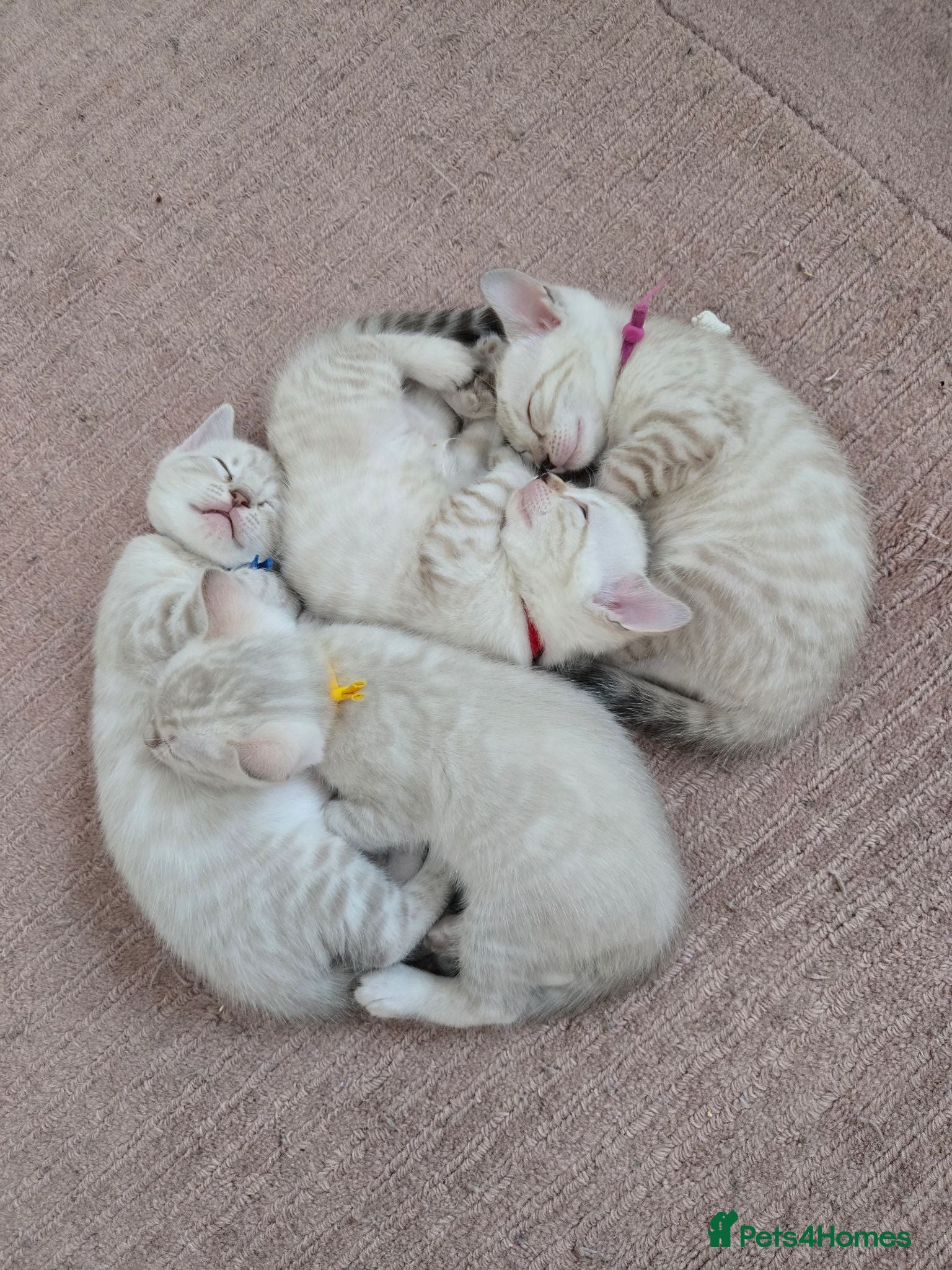 Bengal cats 🌟Stunning pure snow bengal kittens 🎉 - Advert 1