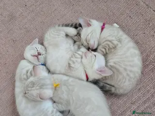 Bengal cats 🌟Stunning pure snow bengal kittens 🎉 - Advert 4