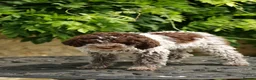 Lagotto Romagnolo dogs for sale: Lagotto Romagnolo - Advert 11