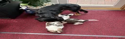 Mixed Breed dogs for sale: F1 Lhasaliers , all girls 💫 - Advert 4